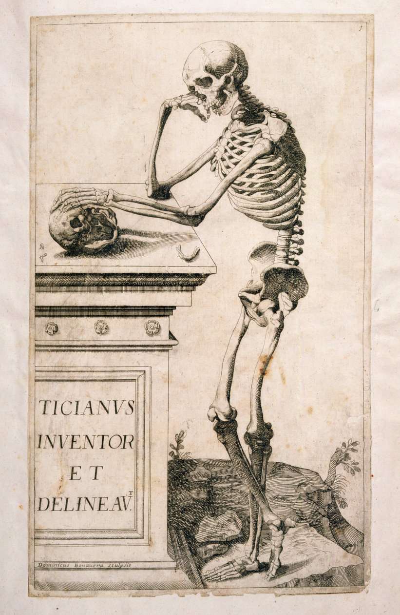 Estudo anatômico, por Domenico Maria Bonavera (n.1640) (condicionamento e ponto de secagem) de Tiziano Vecelli