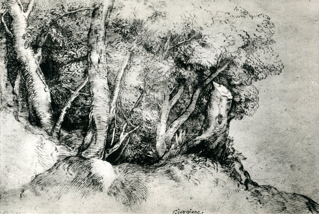 Paisagem da floresta, c1516-1518, 1937 de Tiziano Vecelli