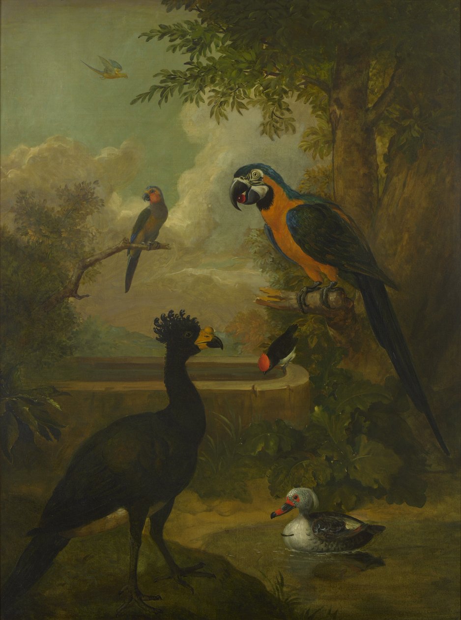 Arara e outras aves numa paisagem de Tobias Stranover