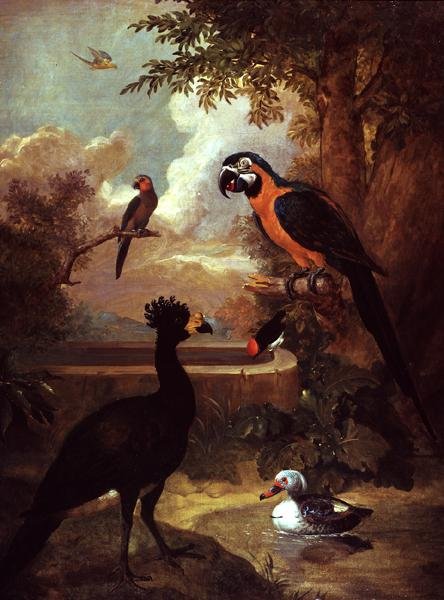 Ave selvagem de Tobias Stranover
