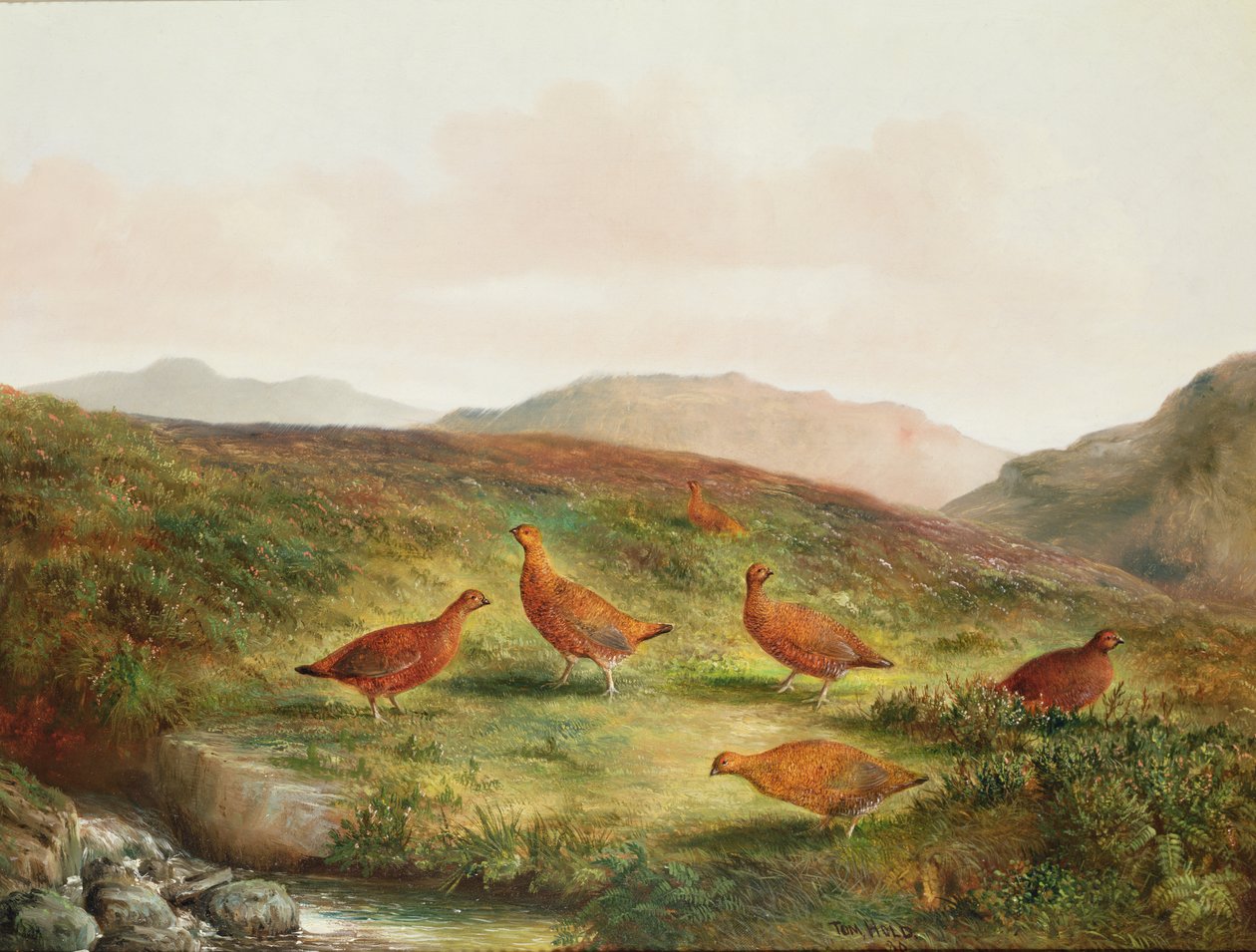 Galo silvestre em uma paisagem Moorland de Tom Hold