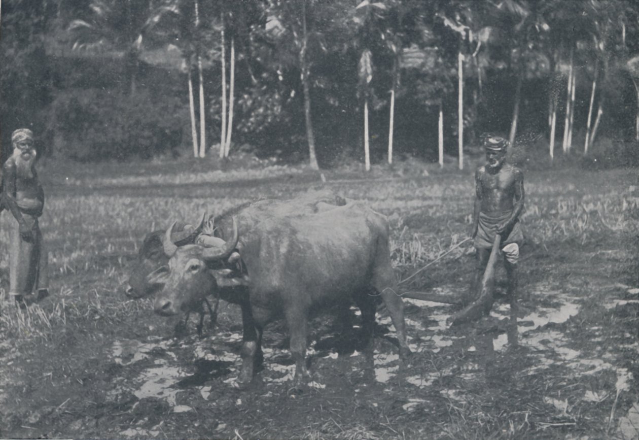 Cultivando o arroz, 1924 de Topical Press Agency
