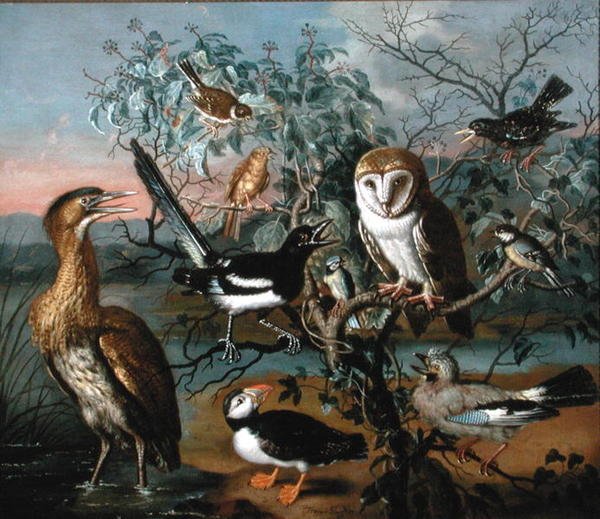 Um Concerto de Aves: um Puffin, Jay, Great Tit, Bittern, Starling, Magpie, Yellowhammer, Red Bunting e Barn Owl (óleo sobre tela) de Trajan Hughes