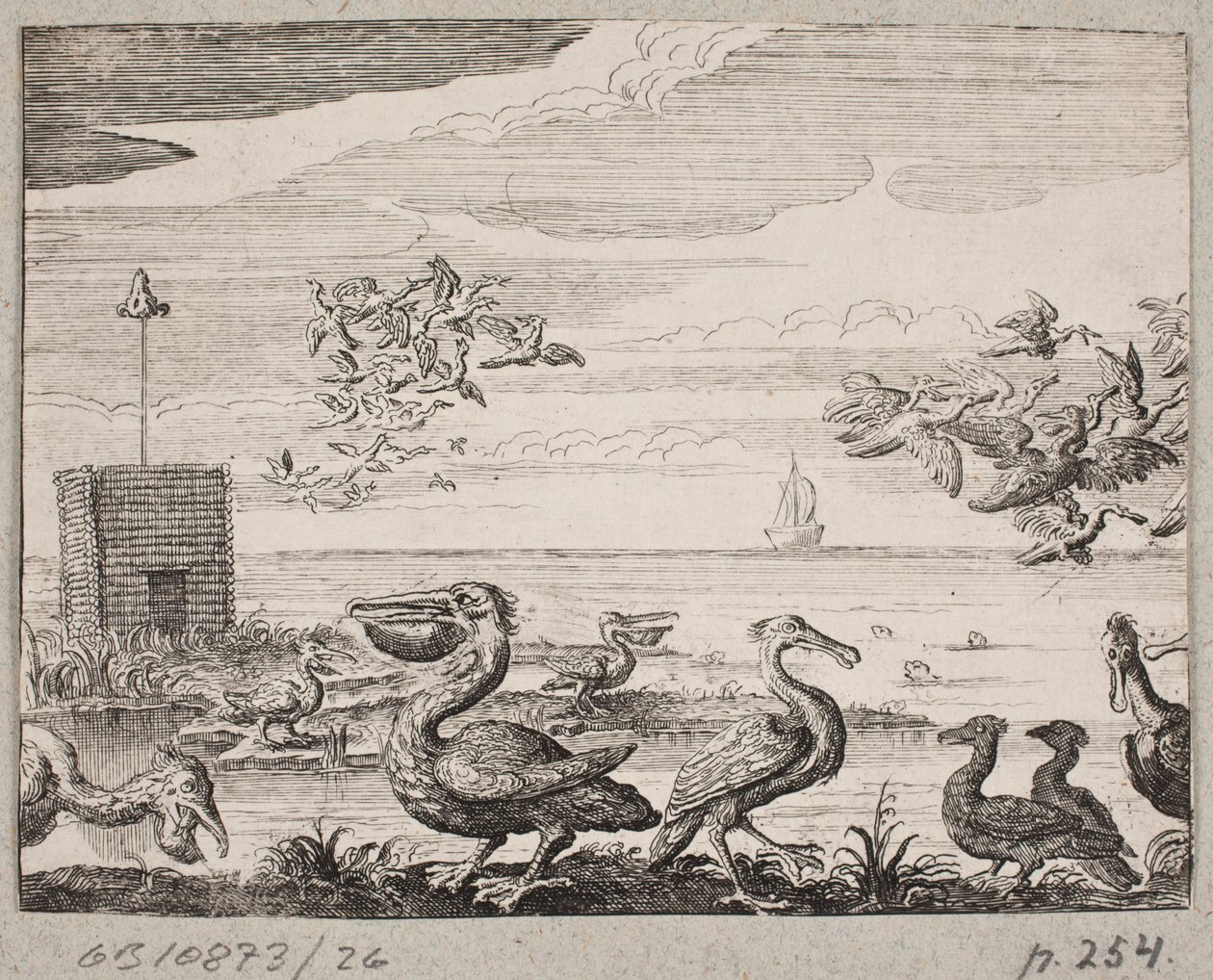 Pelicanos de Ubekendt