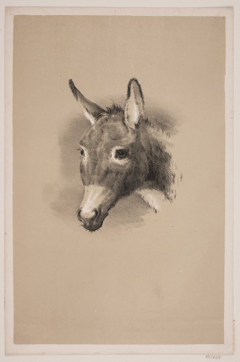 cabeça de burro de Ubekendt