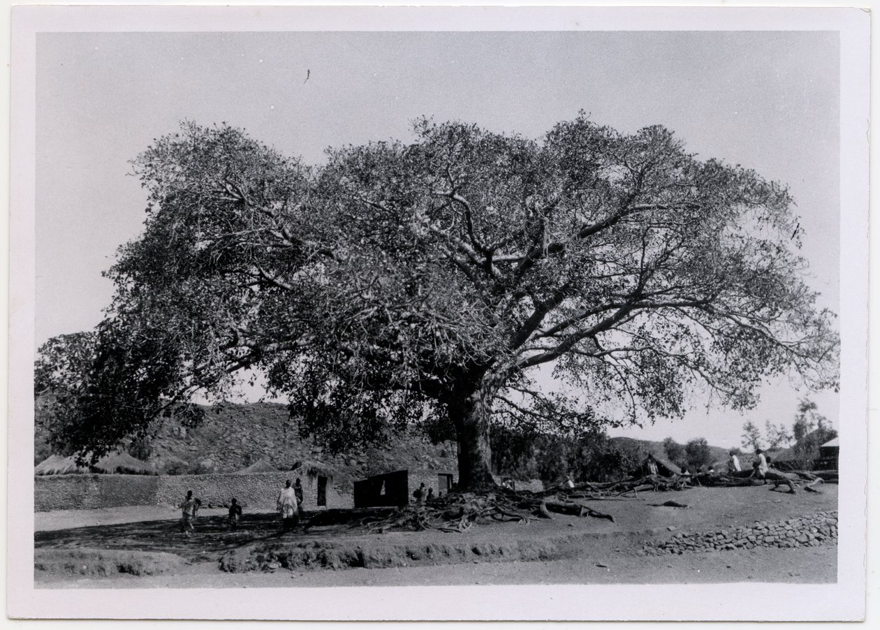 Árvore com copa ampla em frente ao muro da aldeia, Axum, Etiópia, fotografia de Ugo Monneret de Villard de Ugo Monneret de Villard
