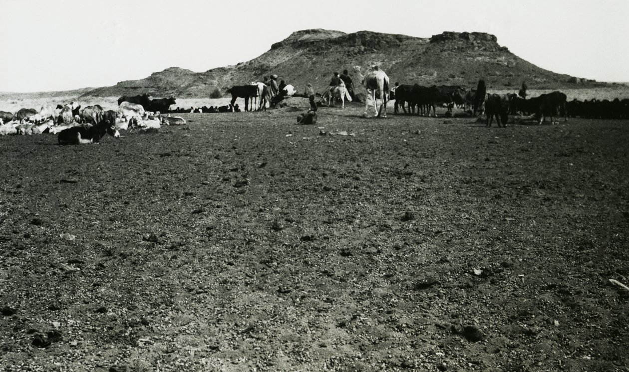 Vista da zona arqueológica de Naqa, com dromedários e gado, Sudão, fotografia de Ugo Monneret de Villard de Ugo Monneret de Villard