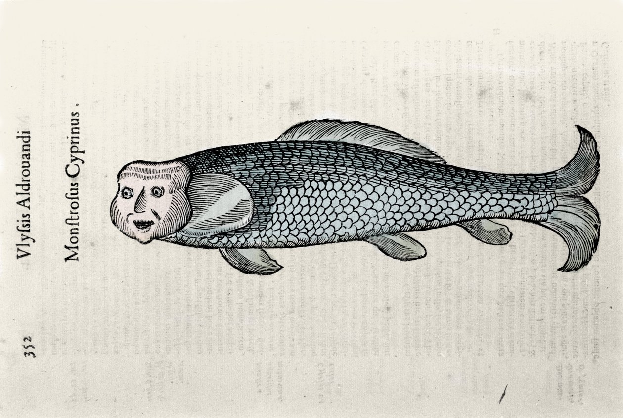 Representação de peixes Nicolas Plate ilustrada com um manuscrito de História Natural de Ulisse Aldrovandi (1522-1605), fontes de Ulisse Aldrovandi, Biblioteca da Universidade de Bolonha, ed. 1603. de Ulisse Aldrovandi