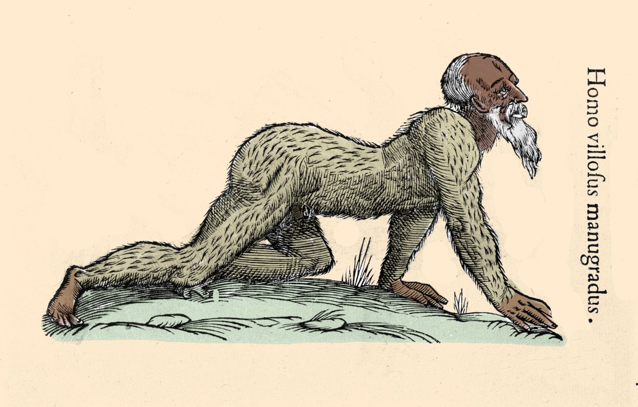 Monster Creature: um homem peludo a andar de quatro. Prato após Ulisse Aldrovandi (1522-1605), "Monstrorum Historiae", Bolonha 1642 Milanês . de Ulisse Aldrovandi