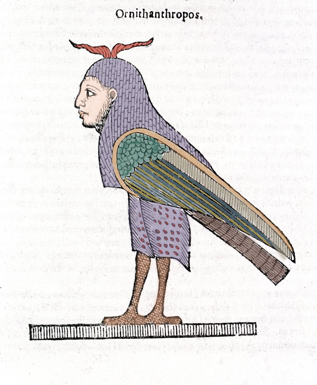 Ornithantropos. Pássaro com cabeça humana. Ulisse Aldrovandi "De monstrorum Historia" Bolonha 1642 de Ulisse Aldrovandi