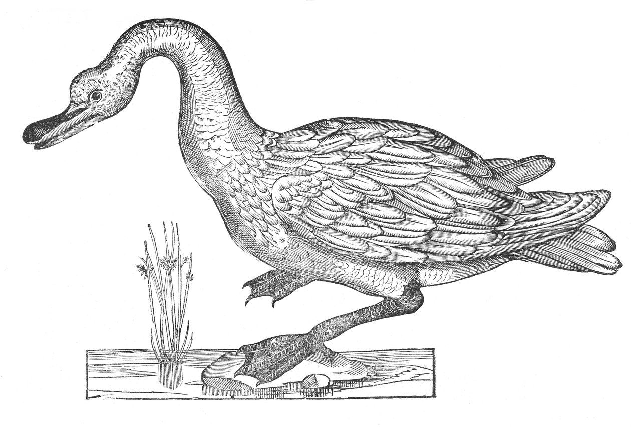 Ornithologiae hoc est de avibus historiae libri XII de Ulisse Aldrovandi