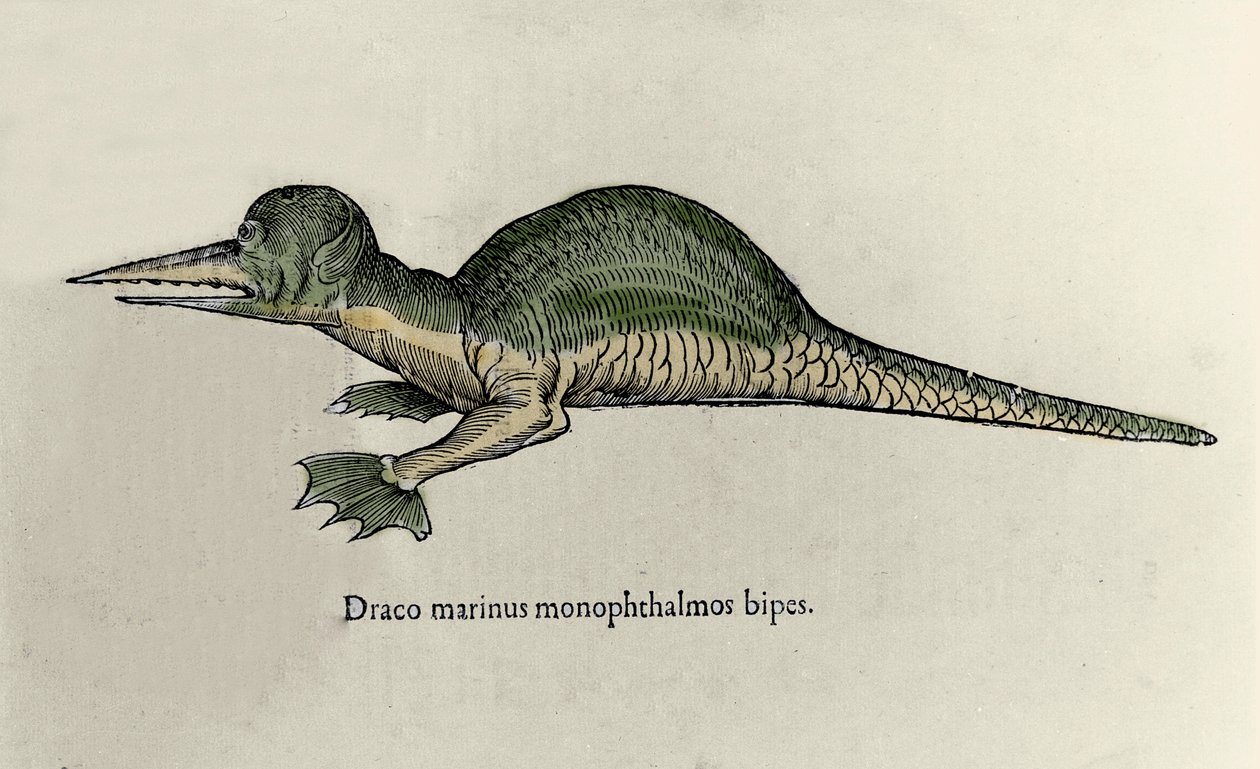 Representação de um dragão marinho. Placa de um manuscrito de História Natural de Ulisse Aldrovandi (1522-1605) sobre monstros de Ulisse Aldrovandi