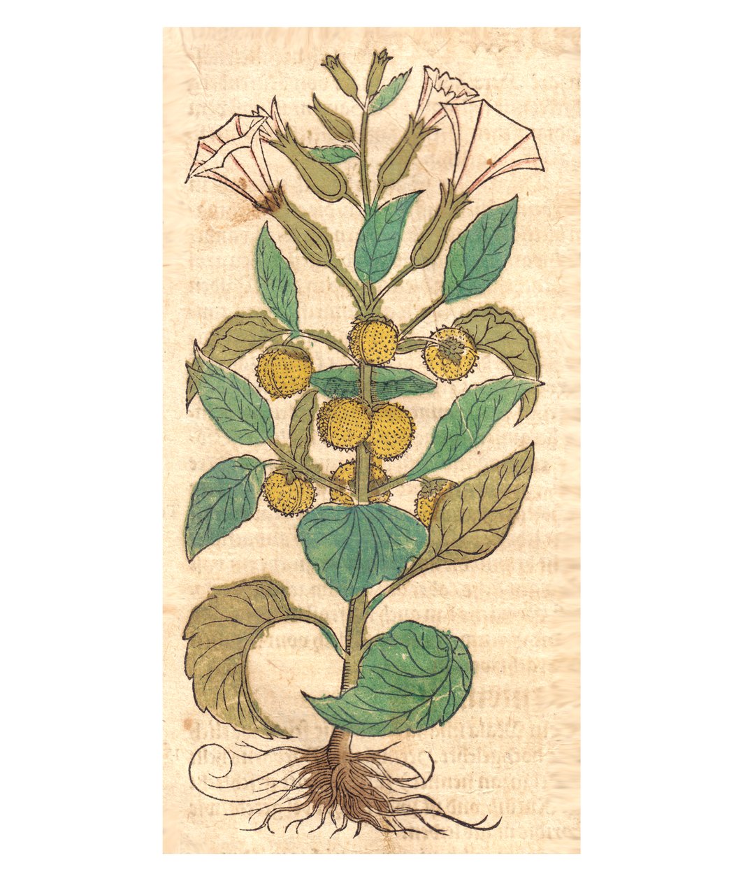 Ilustração, de, datura, metel de Unbekannt Unbekannt