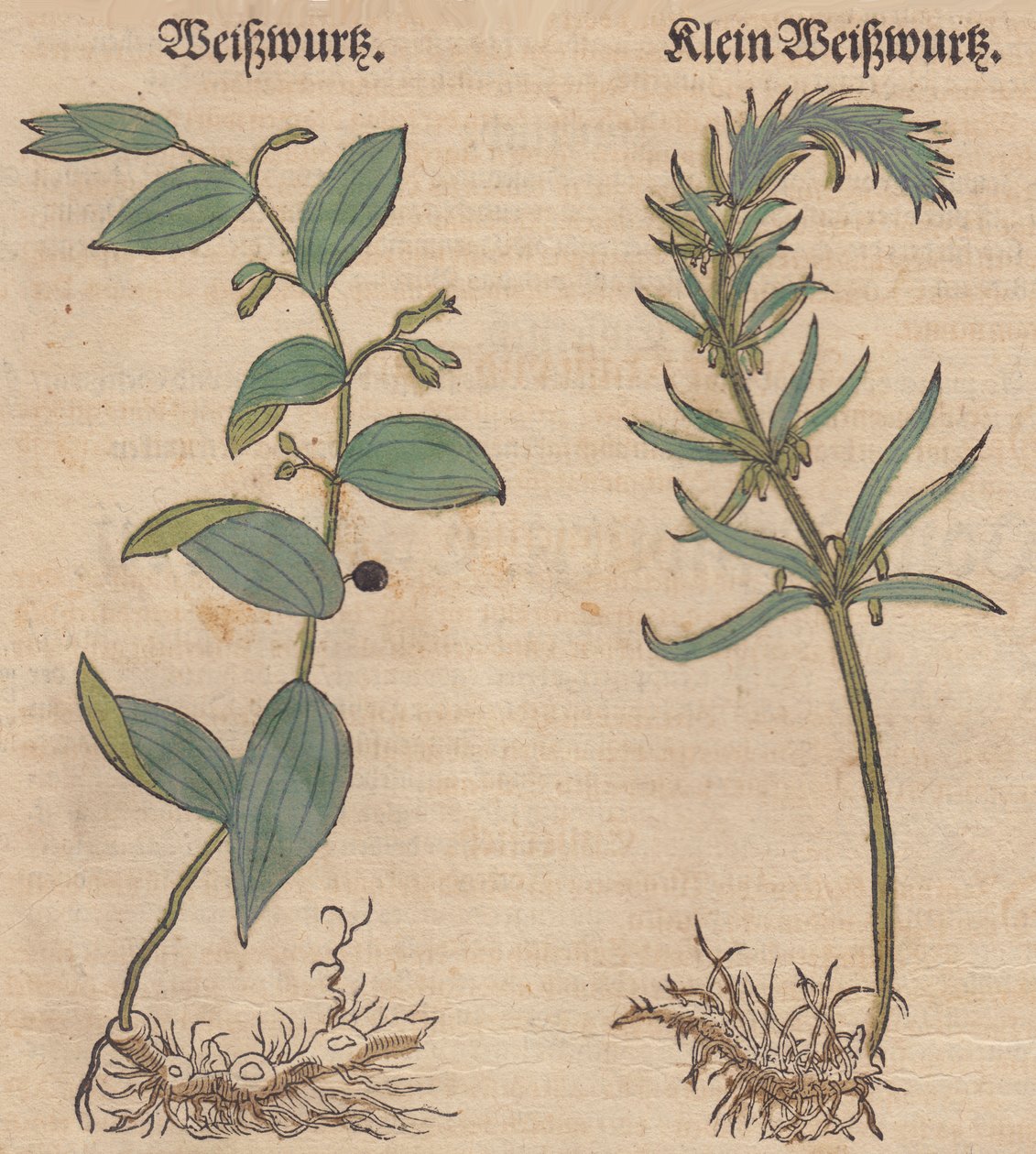Imagem de Polygonatum multiflorum e Polygonatum verticillatum de Unbekannt Unbekannt