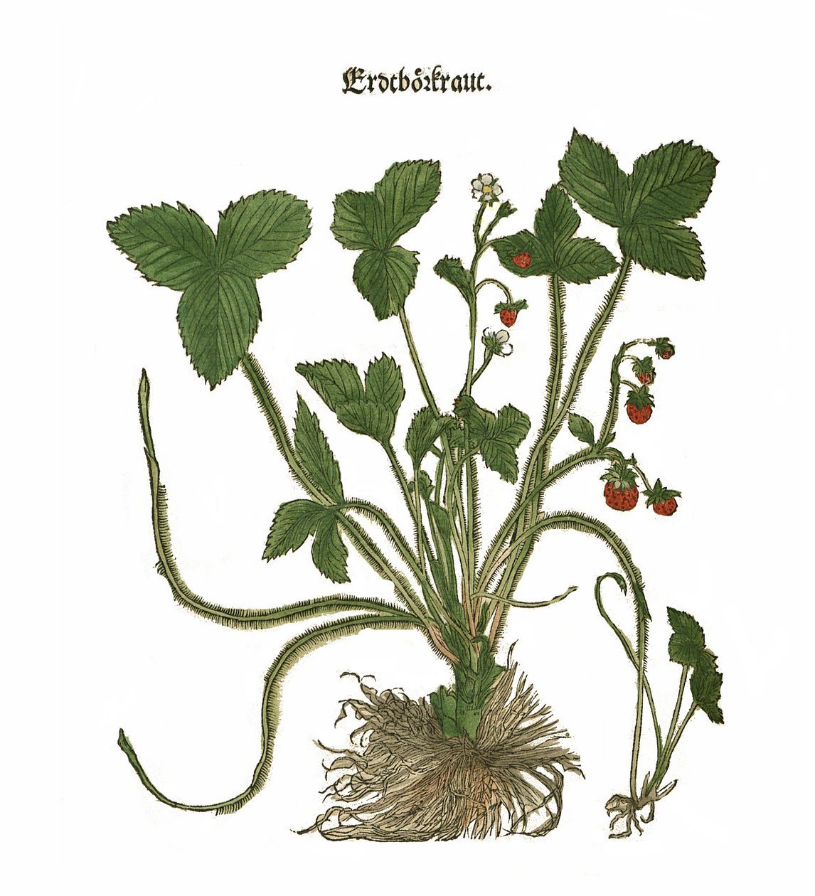 ilustração de morango de Unbekannt Unbekannt