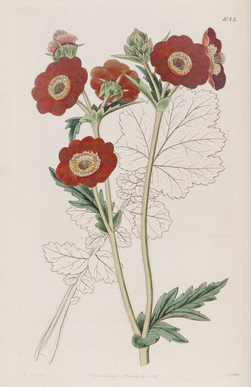 Geum quellyon, como Geum coccineum Lindl. de Unbekannt Unbekannt