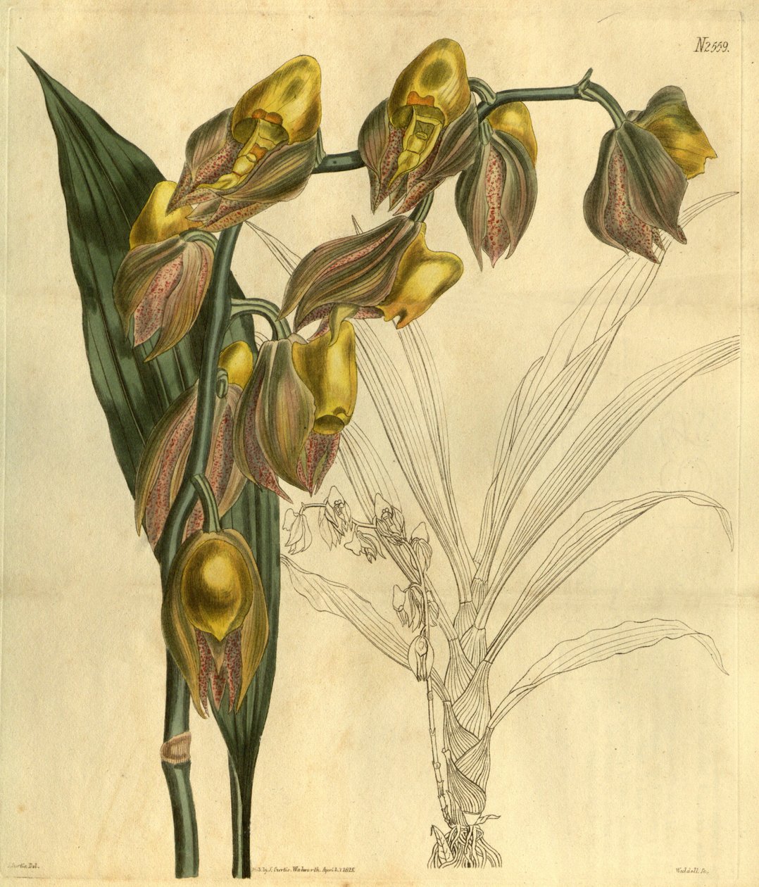 Ilustração de Catasetum macrocarpum (como syn. Catasetum tridentatum) de Unbekannt Unbekannt