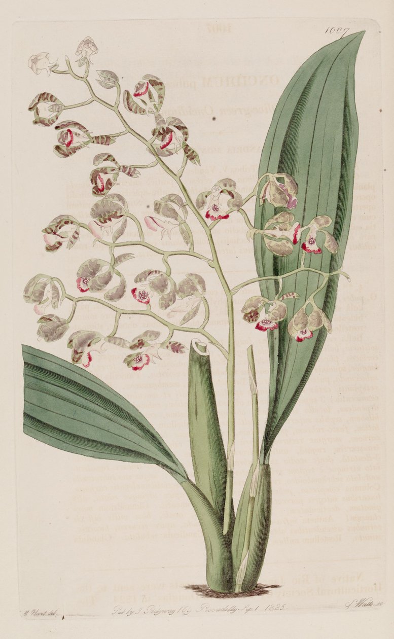 Ilustração, oncidium, pubes de Unbekannt Unbekannt