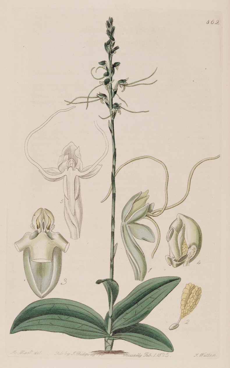 Ilustração de Peristylus tentaculatus (como syn. Glossula tentaculata) de Unbekannt Unbekannt