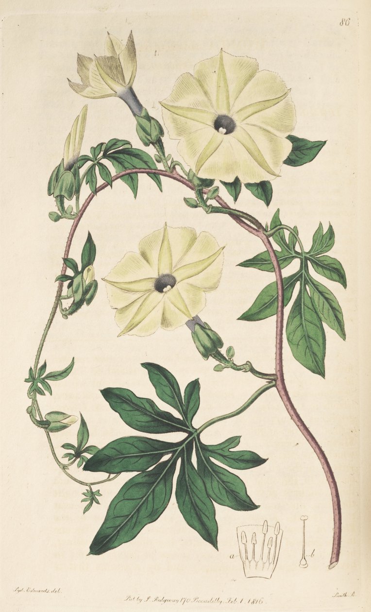Tuberculata do Ipomoea de Unbekannt Unbekannt