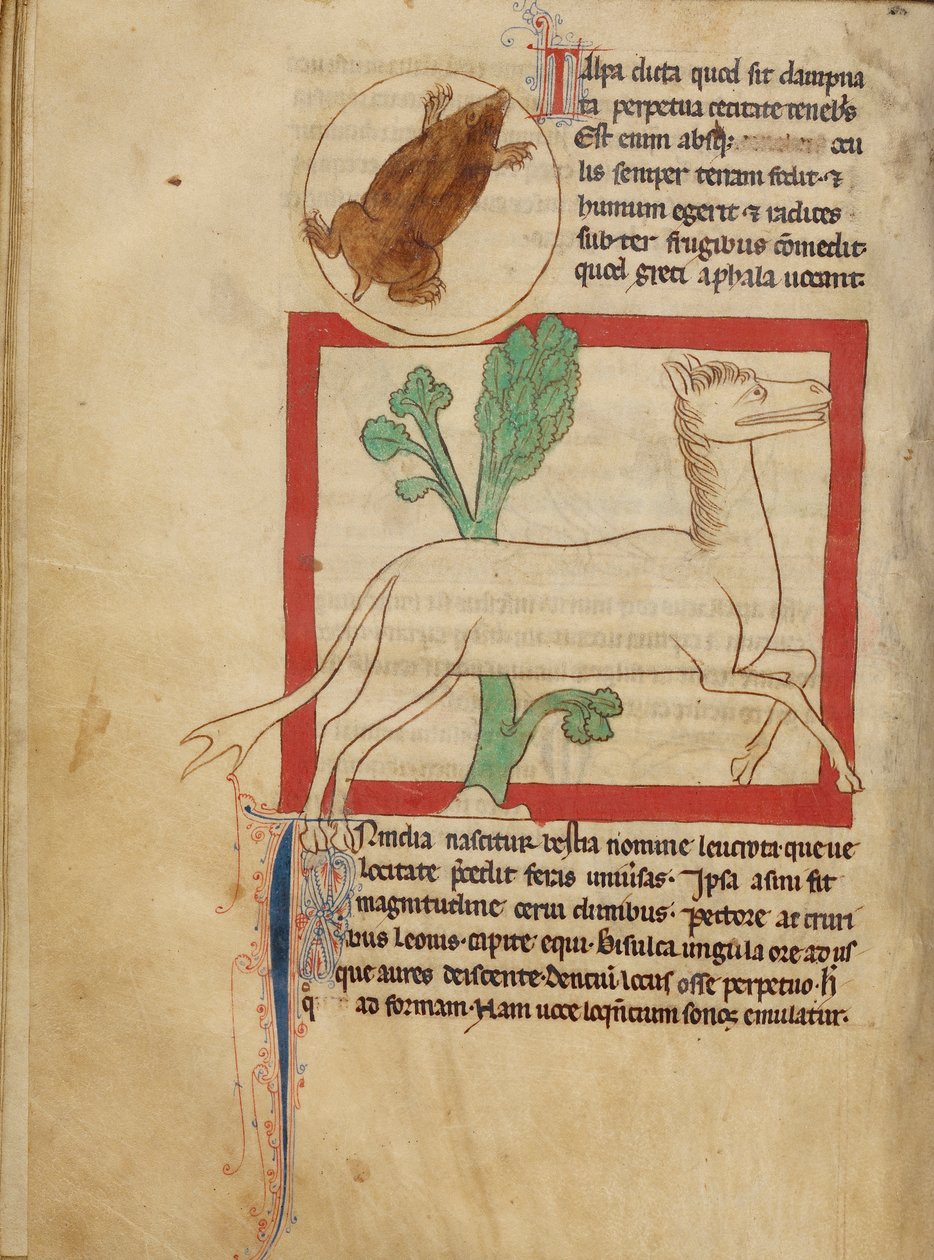 Northumberland Bestiary - uma toupeira de Unbekannt Unbekannt