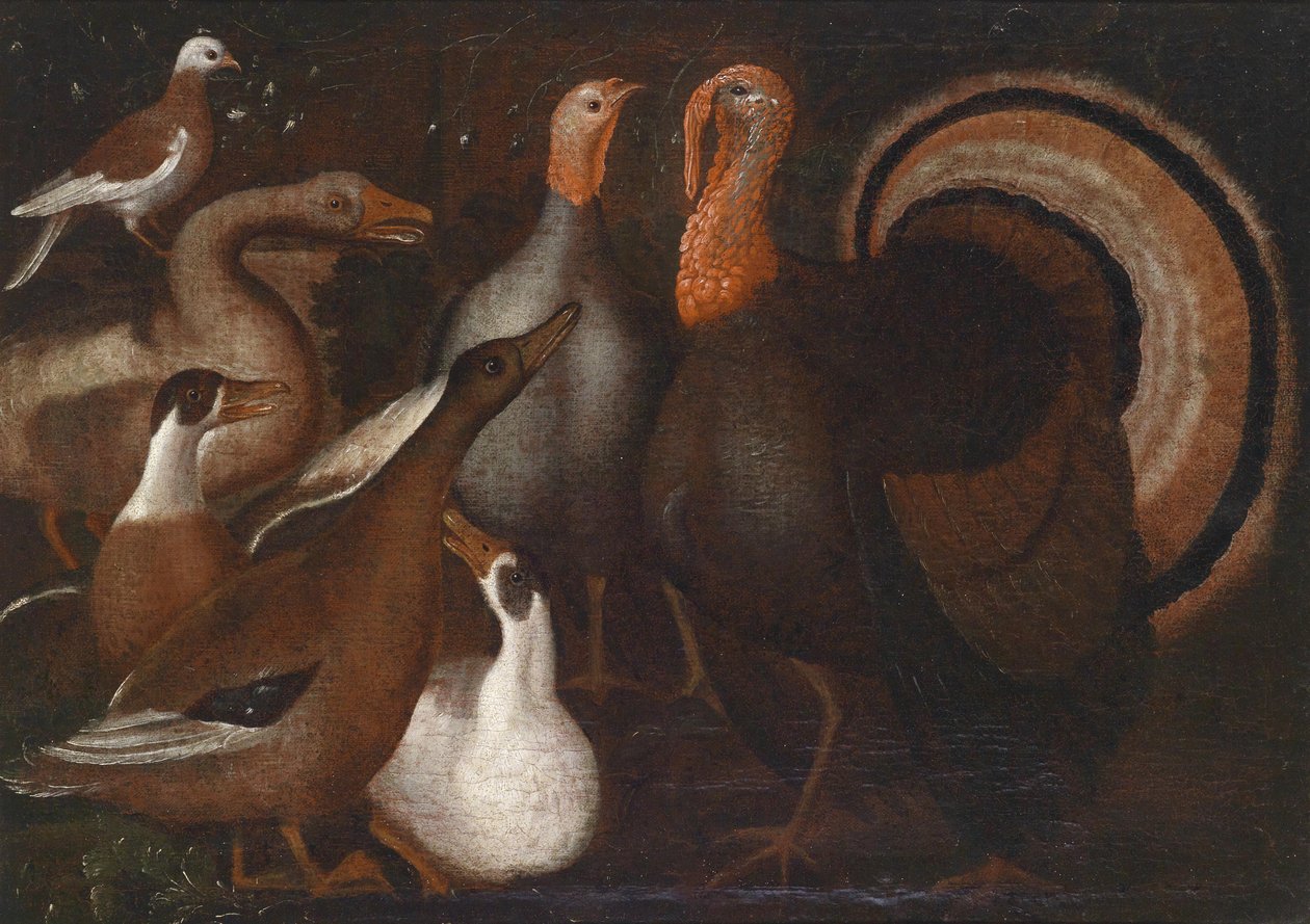Perus, patos e um pombo de Unbekannt Unbekannt