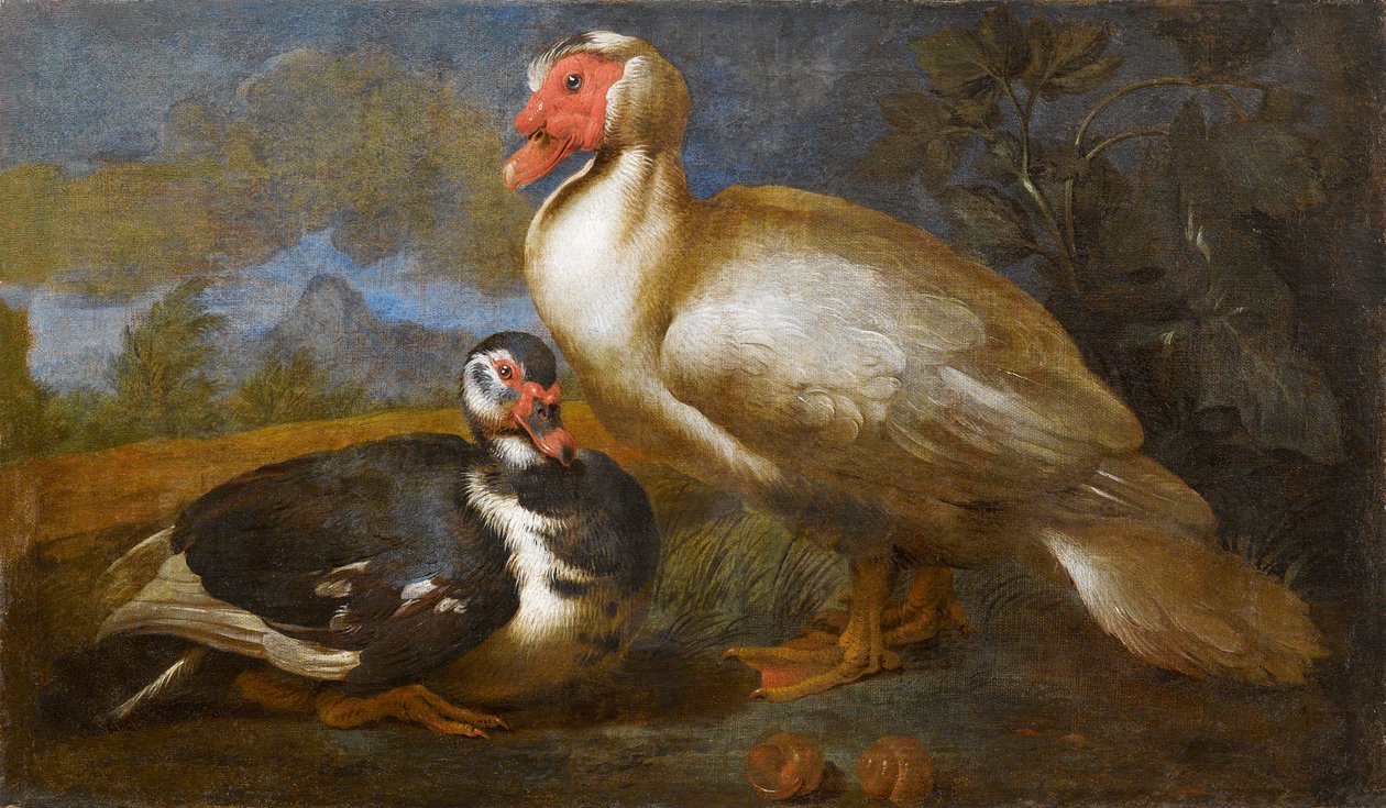 Dois patos almiscarados em uma paisagem de Unbekannt Unbekannt