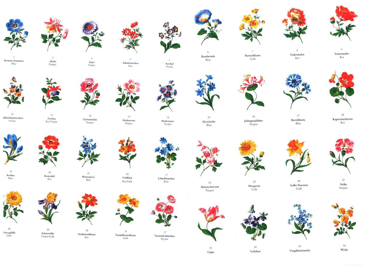 modelos para pintura de flores da fabricação de Meißen de Unbekannt Unbekannt