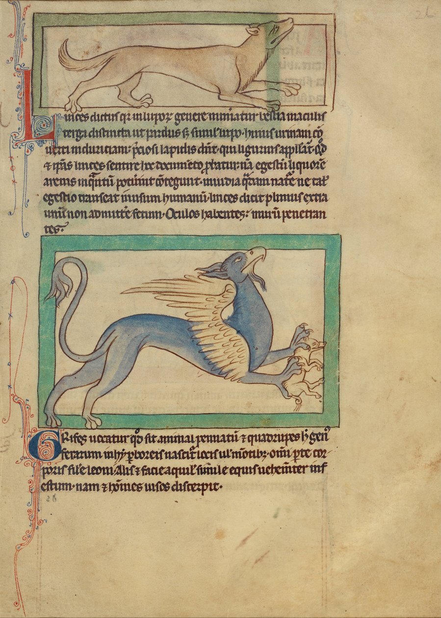 Um lince; Um grifo de Unbekannt Unbekannt
