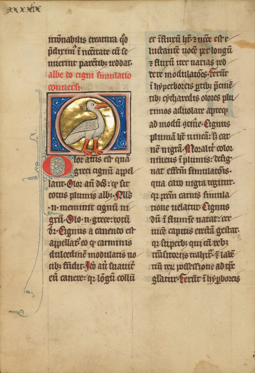 Um cisne de Unbekannt Unbekannt