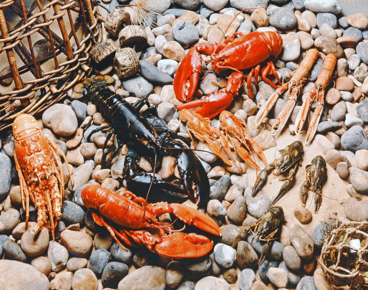 Coleção de marisco de Unbekannt Unbekannt
