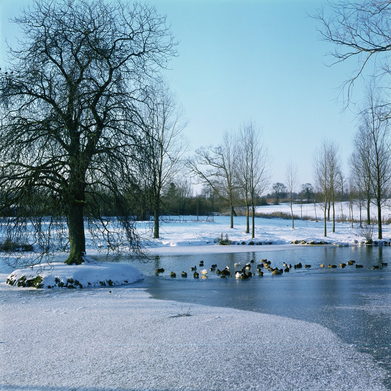 Patos na neve perto de Finchingfield, Essex de Unbekannt Unbekannt