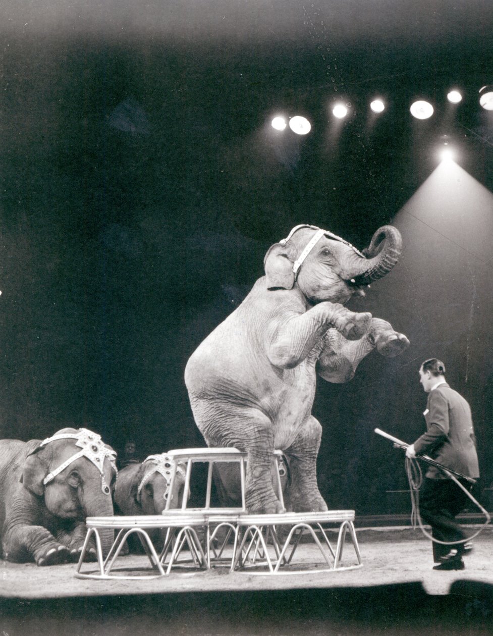 Elefante, executar, em, um, circo de Unbekannt Unbekannt