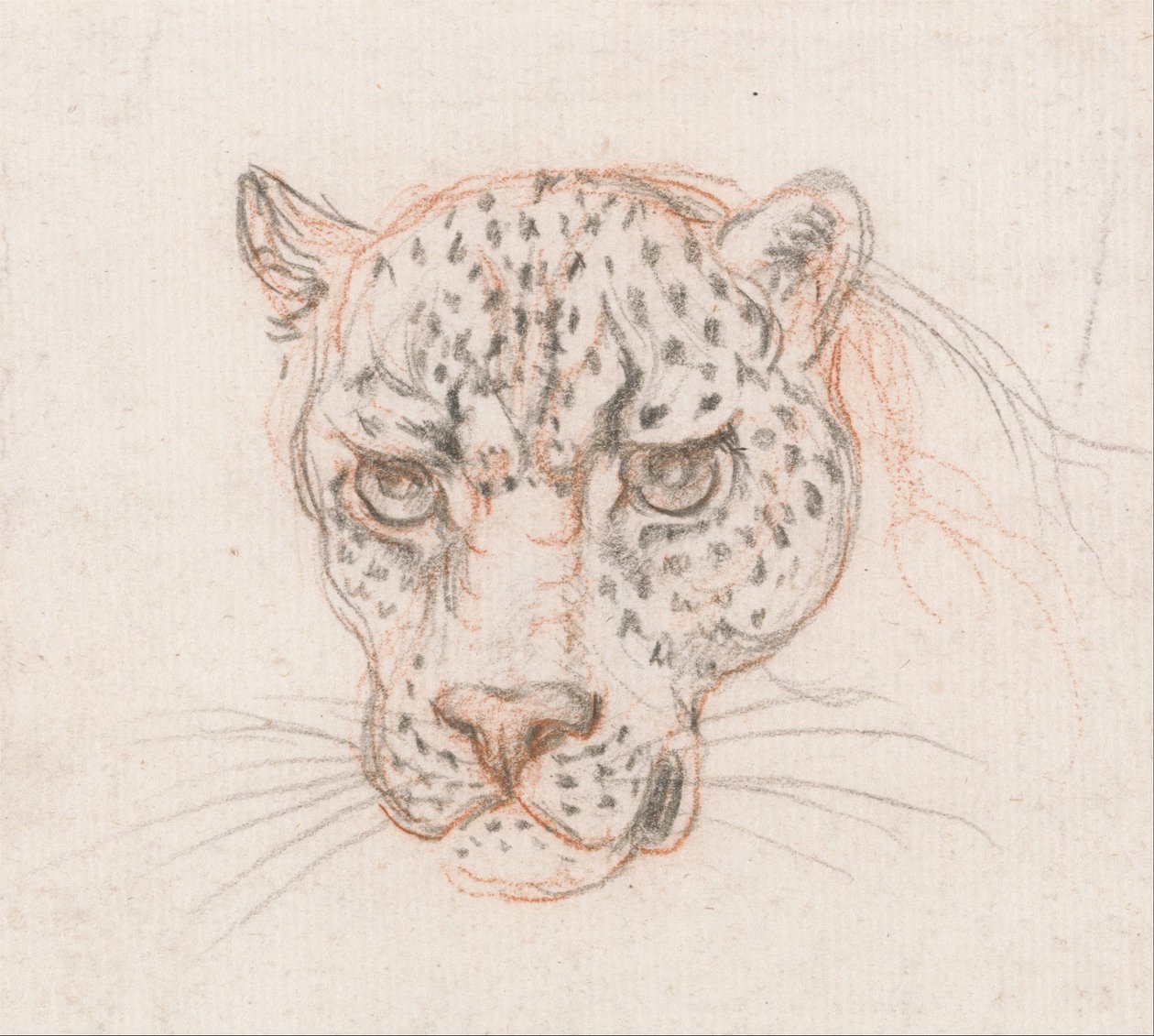 Cabeça de um leopardo de Unbekannt Unbekannt
