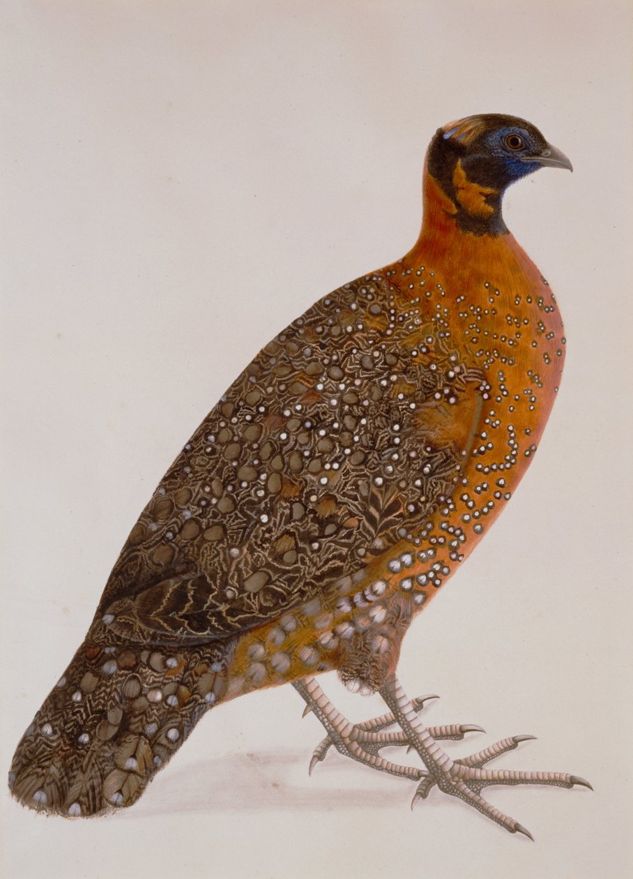 Criador desconhecido, Índia - Crimson Horned Pheasant (Satyr Tragapan) de Unbekannt Unbekannt