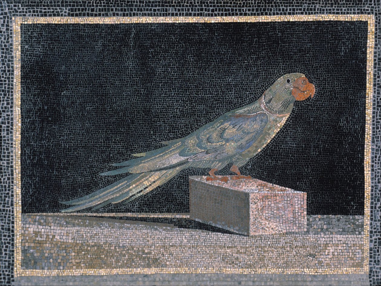 Mosaico papagaio de Unbekannt Unbekannt