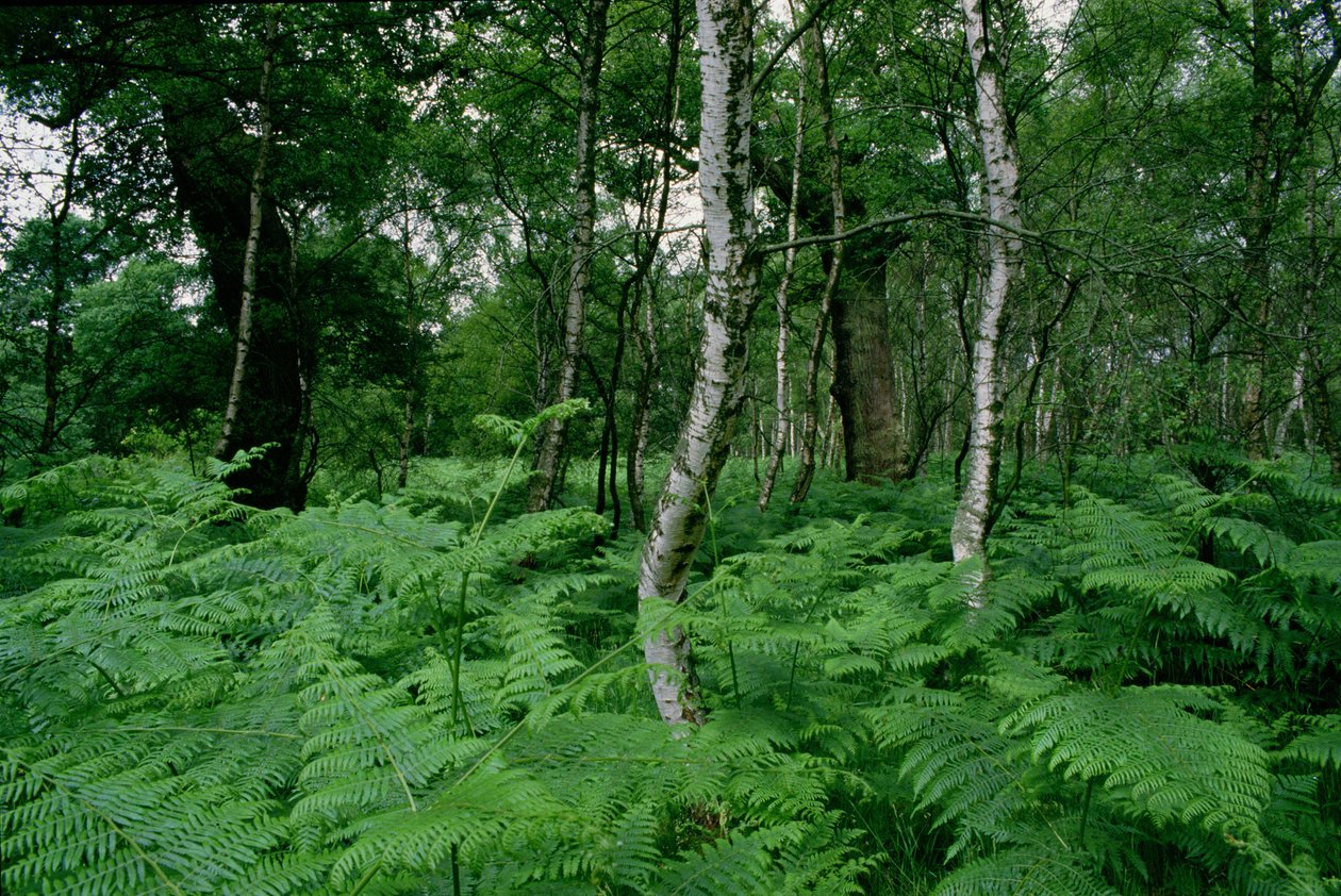 Bétulas de prata e samambaias, floresta de Sherwood de Unbekannt Unbekannt