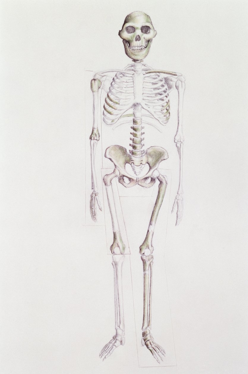 Esqueleto do Australopithecus africanus de Unbekannt Unbekannt