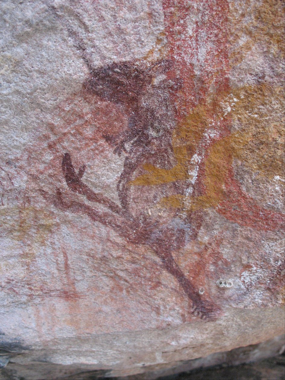 Wallaby roxo pequeno de Unbekannt Unbekannt
