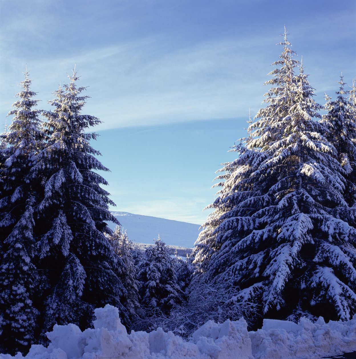 Abetos cobertos de neve nas montanhas de Wicklow de Unbekannt Unbekannt