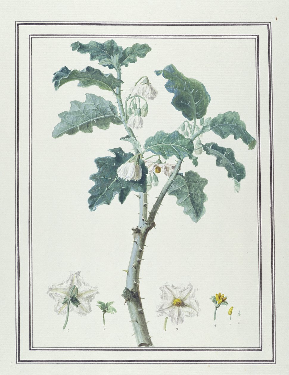 Solanum d&39;Abissime (wc e bw sobre grafite sobre papel) de Unbekannt Unbekannt