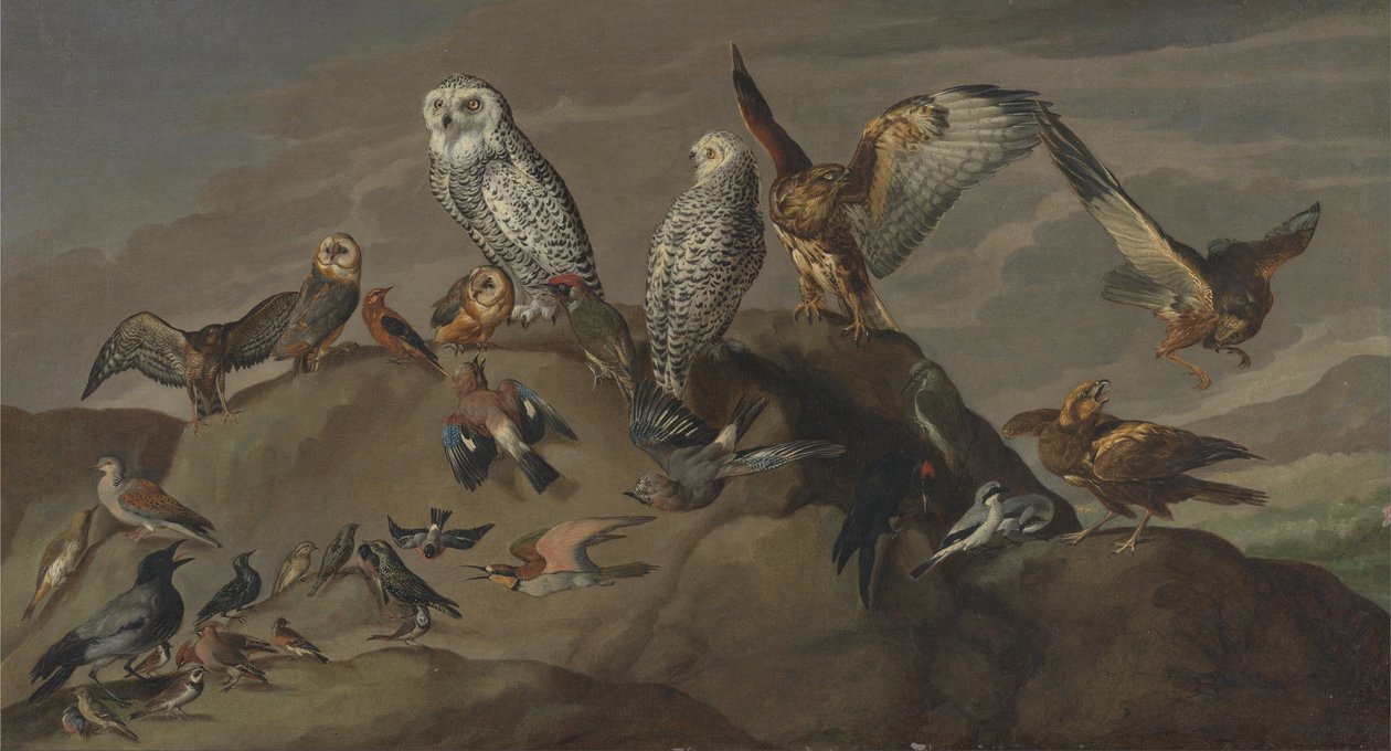 Estudo de aves de Unbekannt Unbekannt