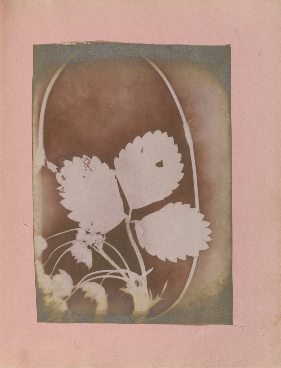 Criador desconhecido, britânico, ativo Índia cerca de 1843 - (ramo de planta com folhas e flores) de Unbekannt Unbekannt
