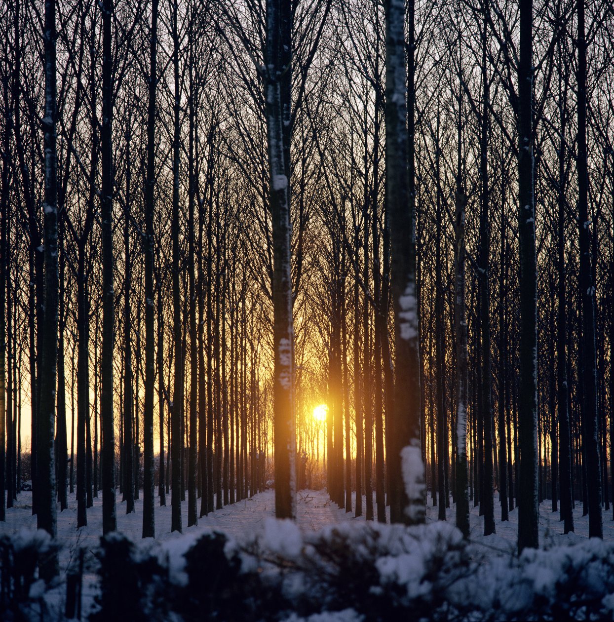 Pôr do sol de inverno através das árvores, North Benfleet, Essex de Unbekannt Unbekannt