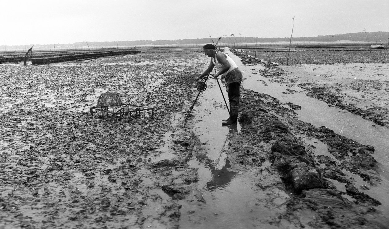 6080 A8a Ostreicular in Vendee Oyster Agosto 1974 de Unbekannt