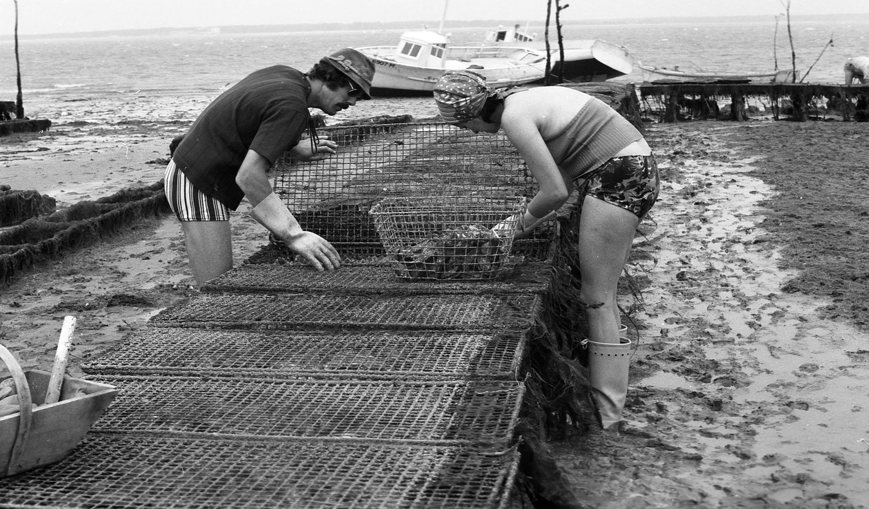 6080 C18 Ostregrower in Vendee Oyster Agosto 1974 de Unbekannt
