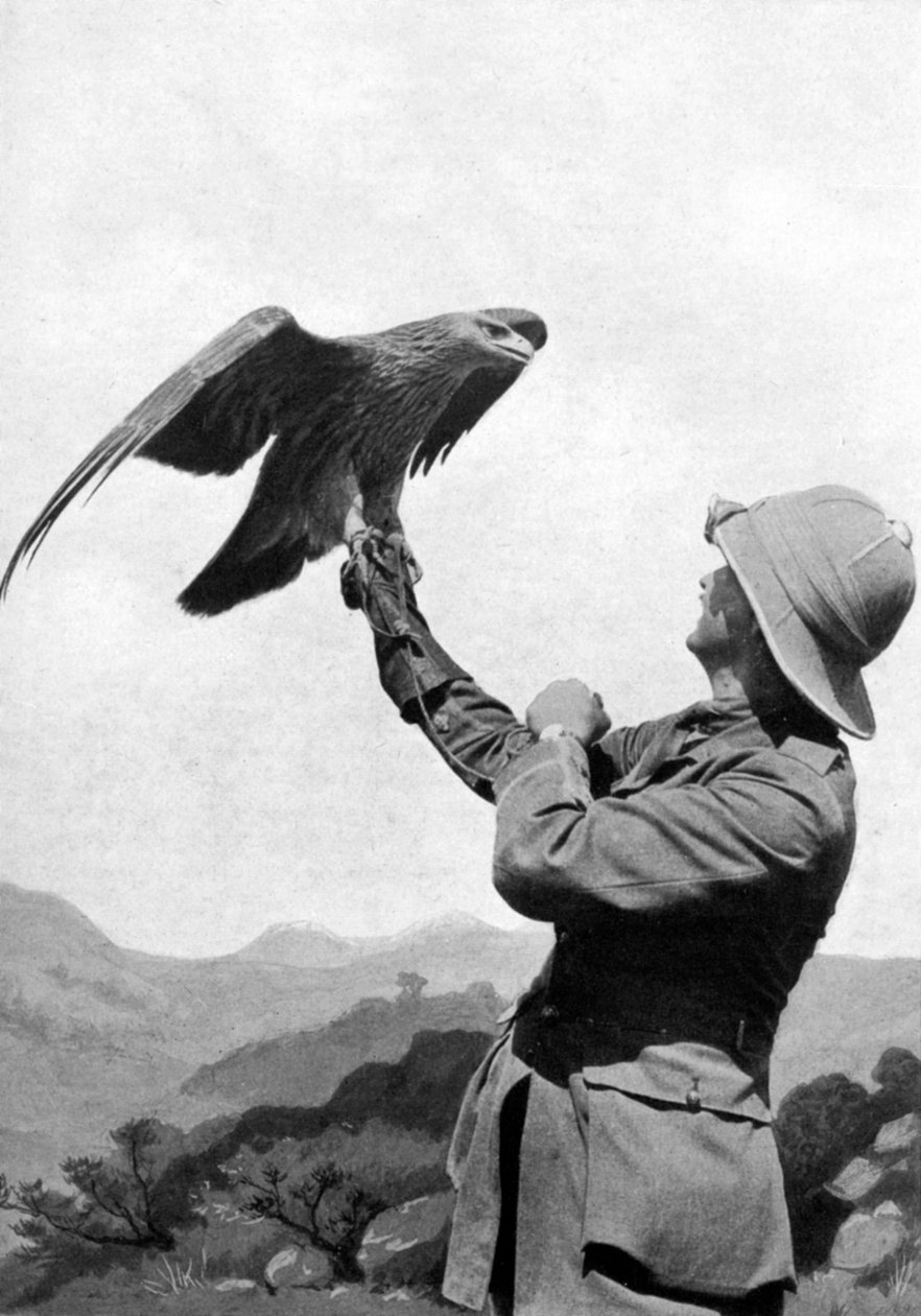 Um oficial britânico com uma águia dourada domesticada, Salonika, Grécia, Primeira Guerra Mundial, 1914-1918, c1920 de Unbekannt