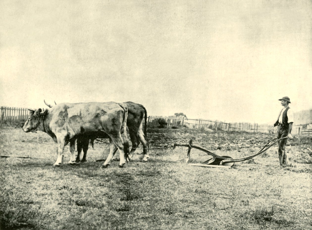 Uma equipe de arado de boi, 1901. de Unbekannt