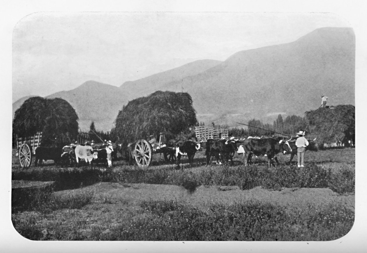 Uma colheita chilena, 1911 de Unbekannt