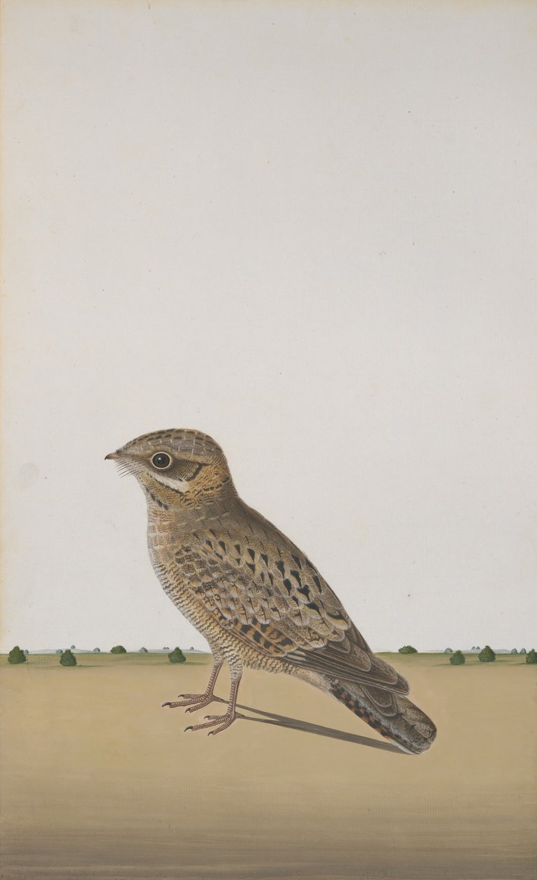 Um noitibó-comum Caprimulgus asiaticus, ca. 1780 de Unbekannt